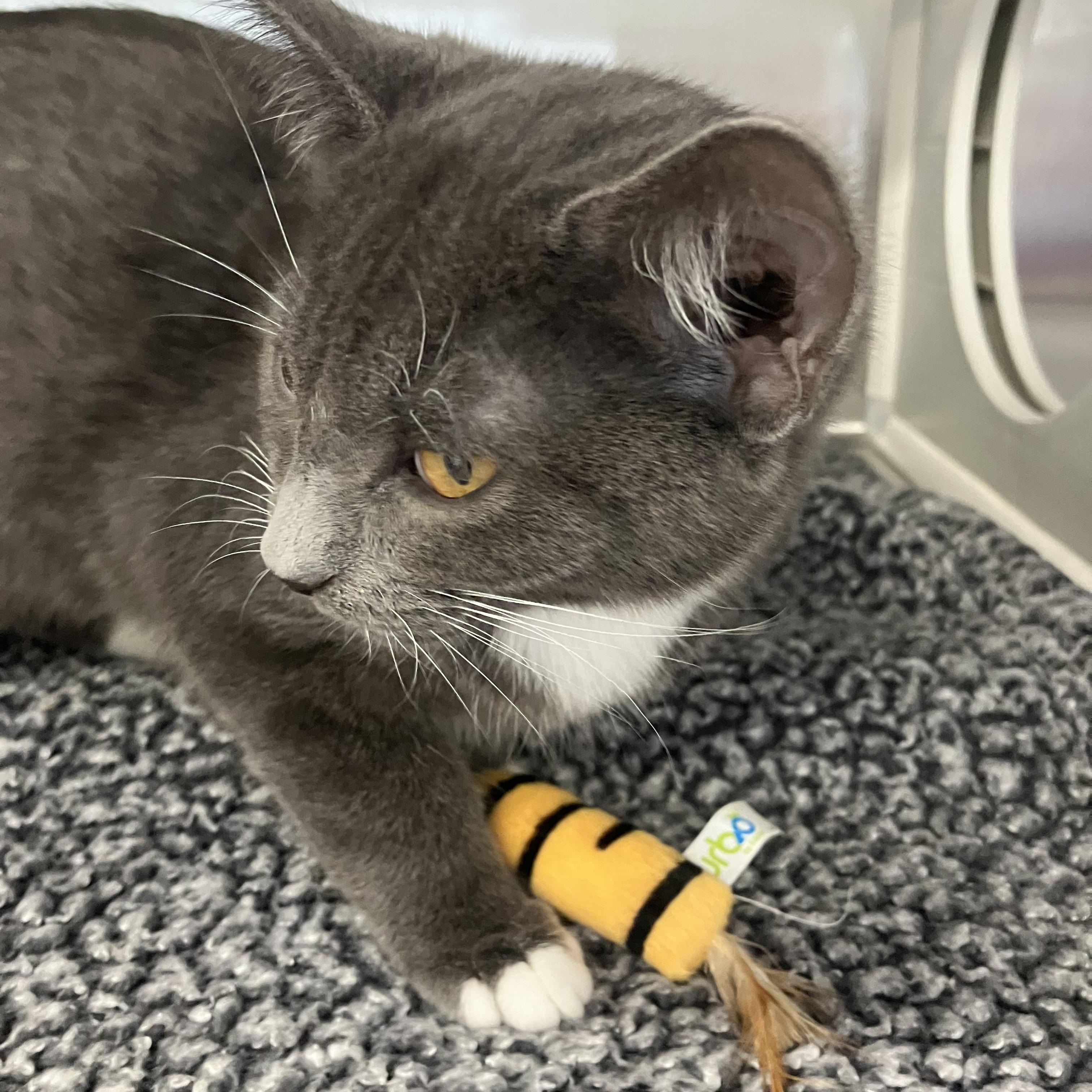 Oscar M, a Adoptable Domestic Short Hair in Portland, OR image 1/4