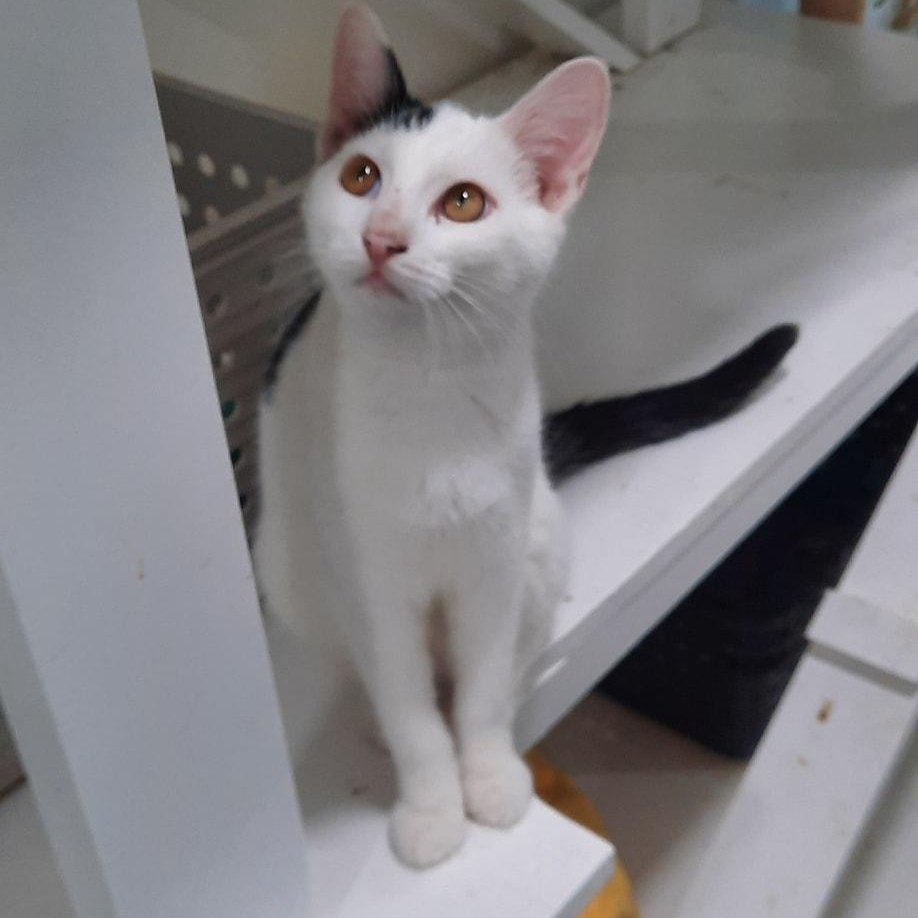 Sparks, Adoptable, Young Male Domestic Short Hair.