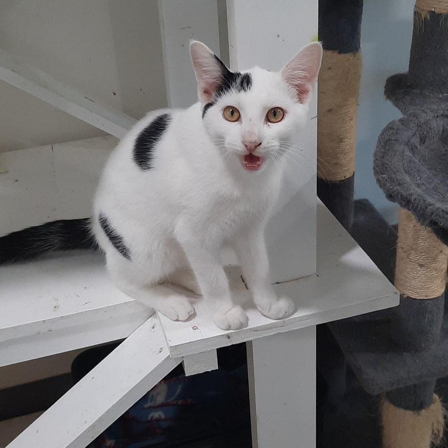 Sparks, a Adoptable mixed breed in Metropolis, IL image 2/3