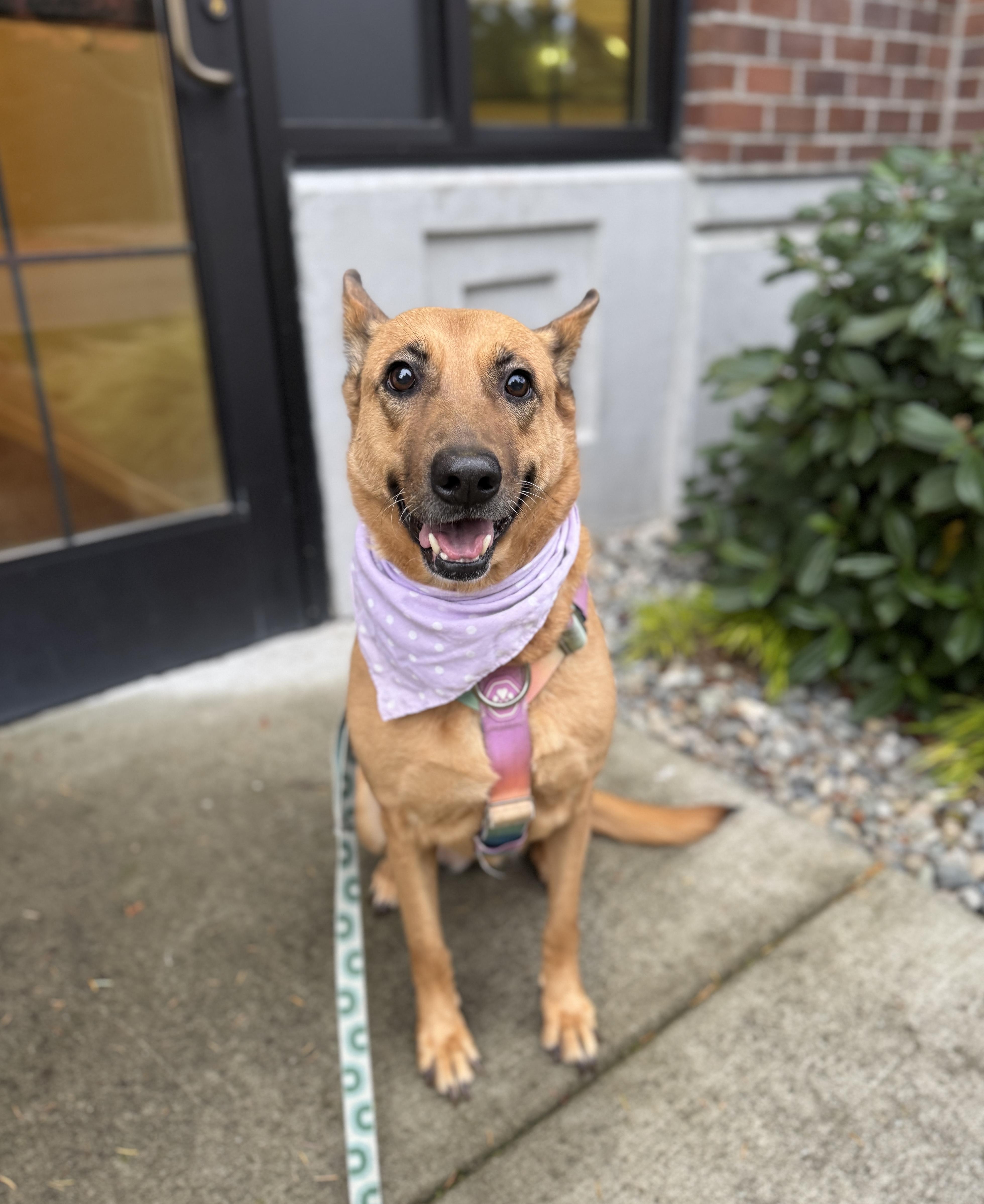 Enlarge Duchess, a Adoptable mixed breed in lynnwood , WA image 2/6