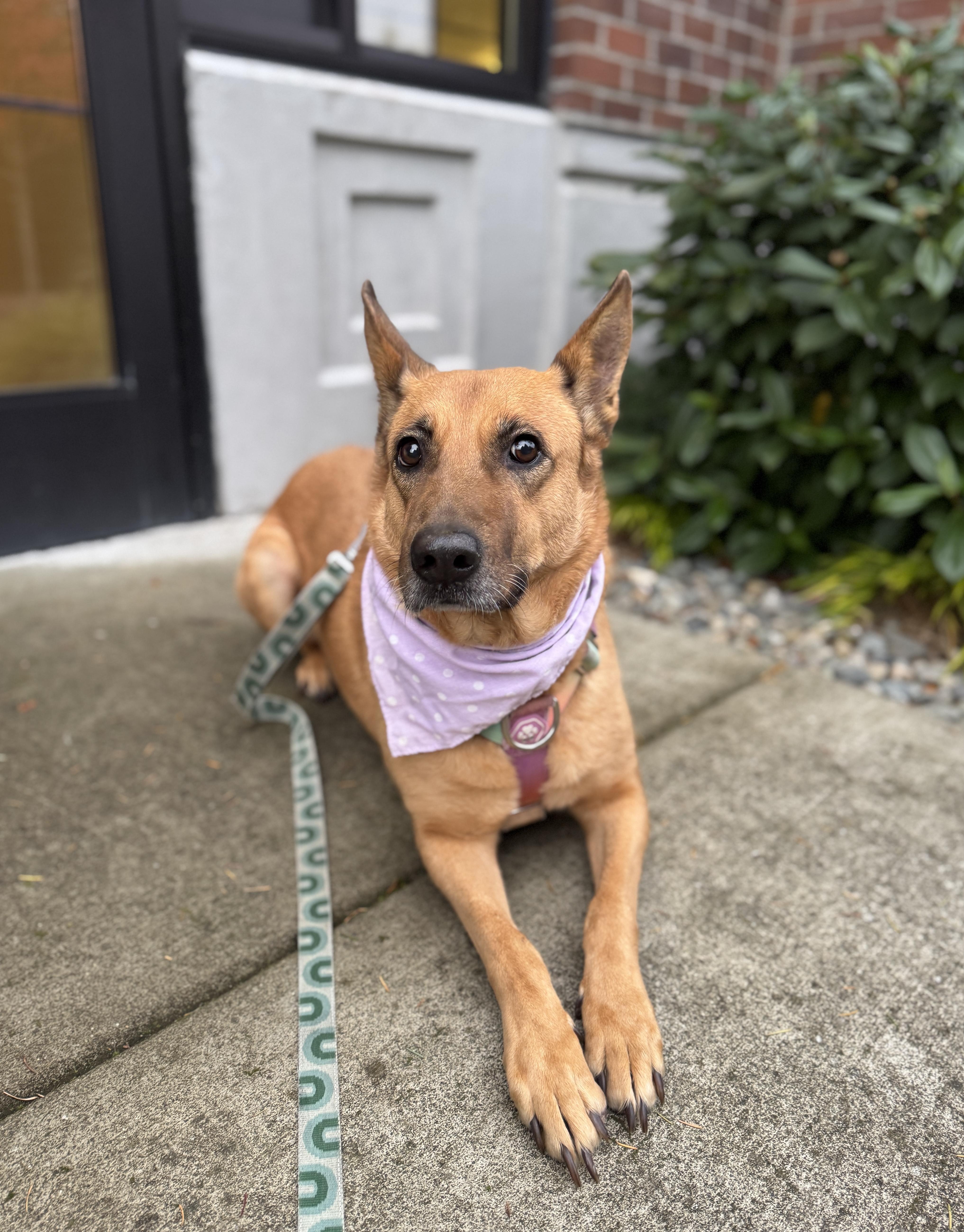 Enlarge Duchess, a Adoptable mixed breed in lynnwood , WA image 1/6