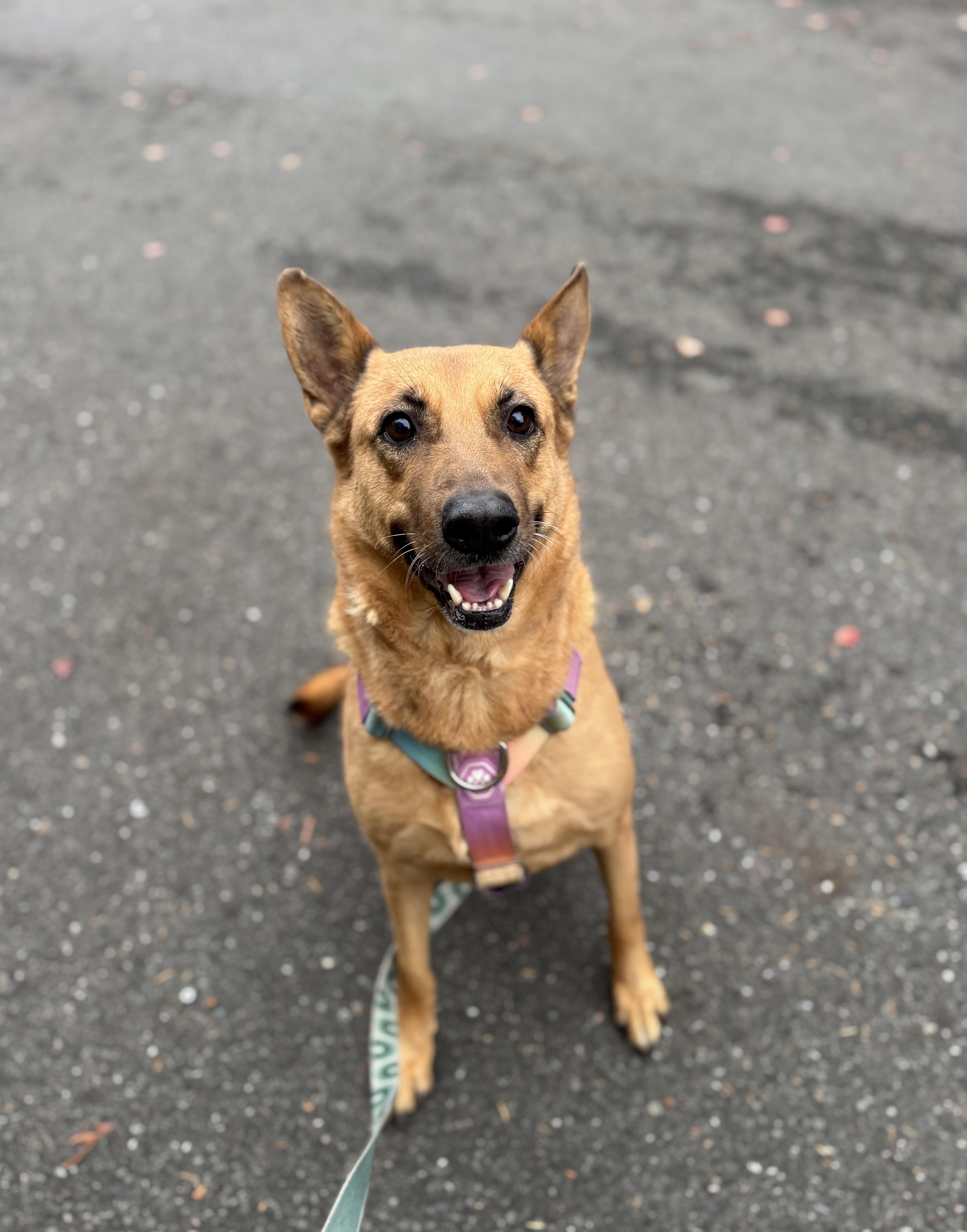 Enlarge Duchess, a Adoptable mixed breed in lynnwood , WA image 3/6