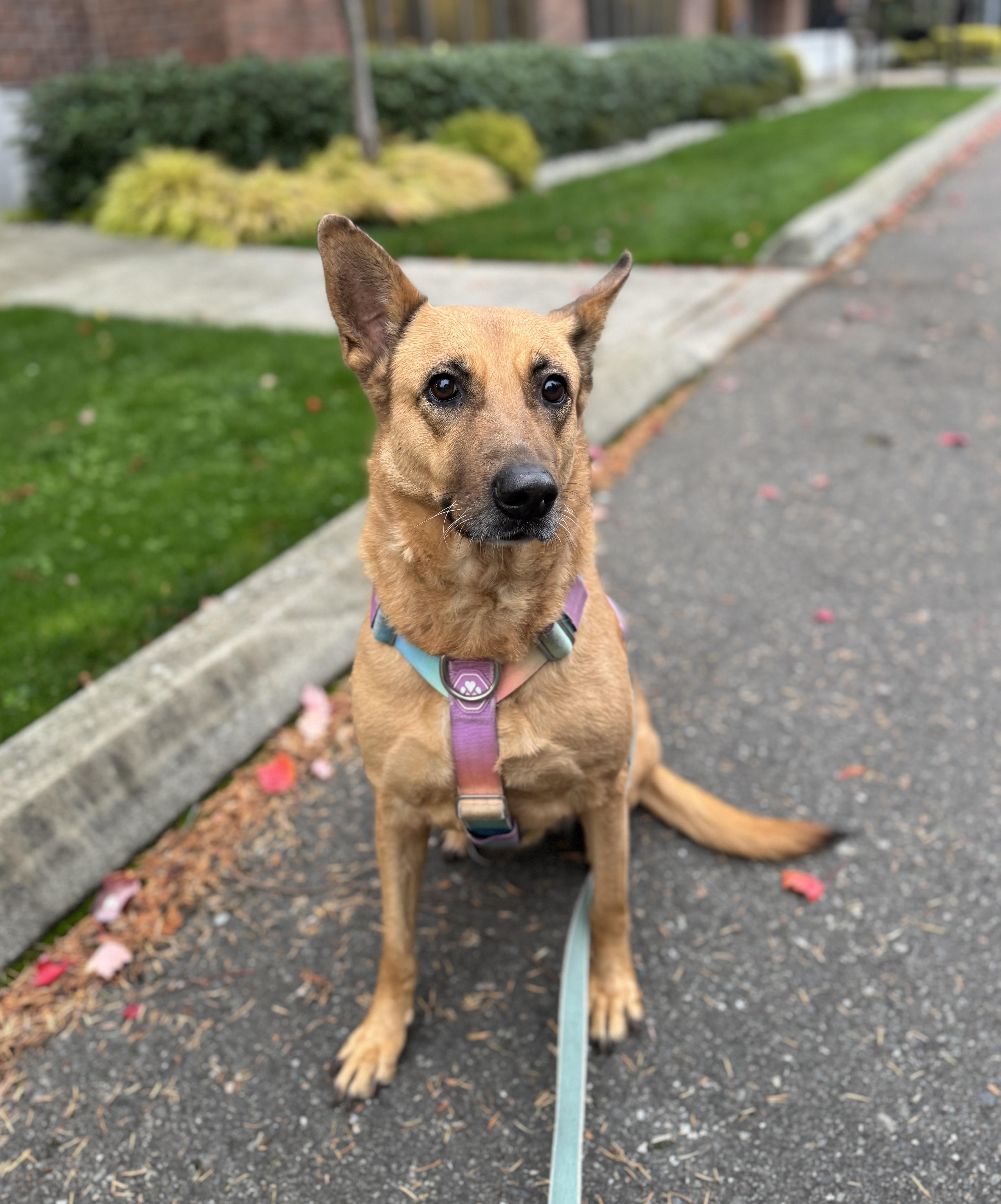 Enlarge Duchess, a Adoptable mixed breed in lynnwood , WA image 4/6