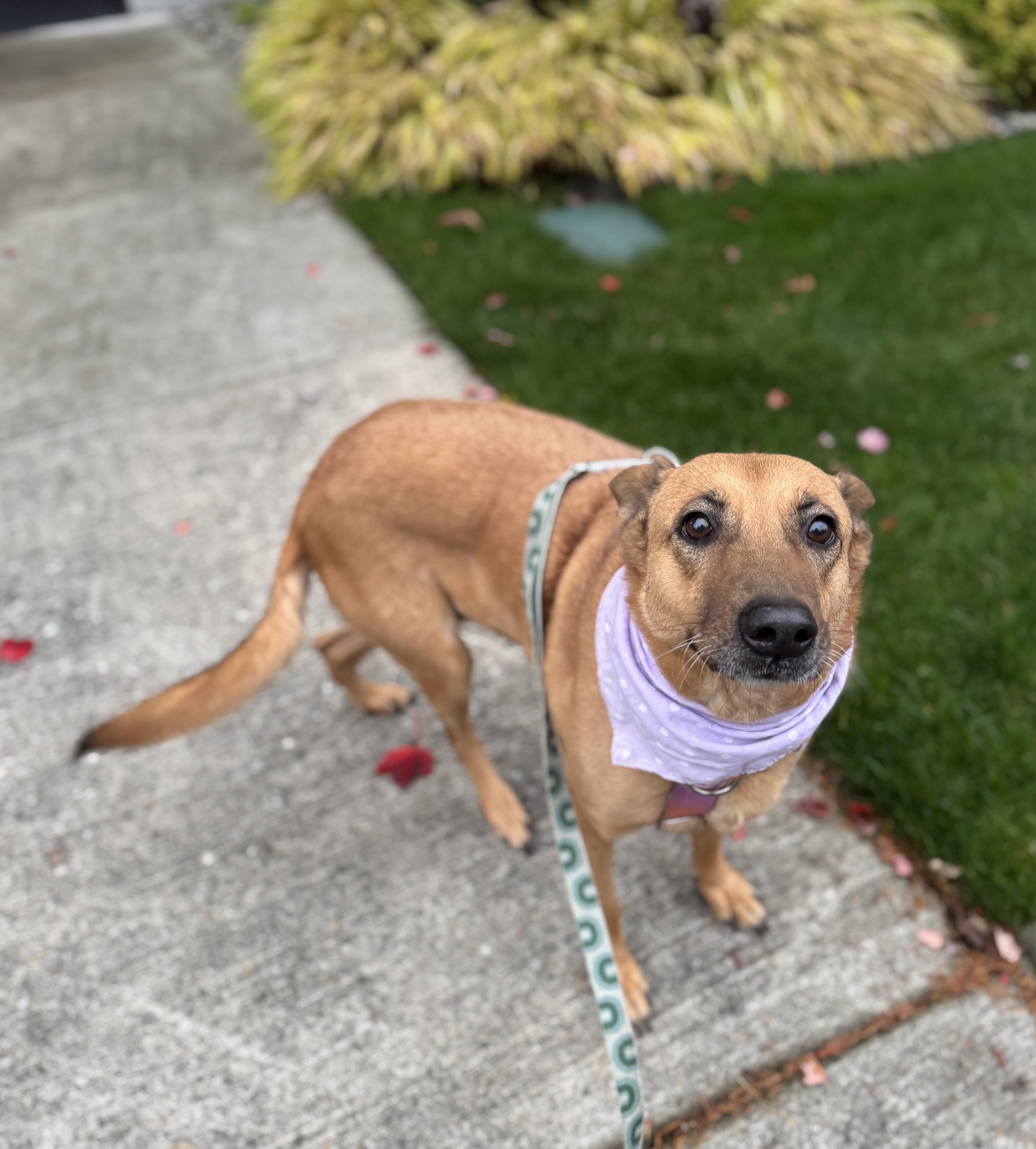 Enlarge Duchess, a Adoptable mixed breed in lynnwood , WA image 5/6