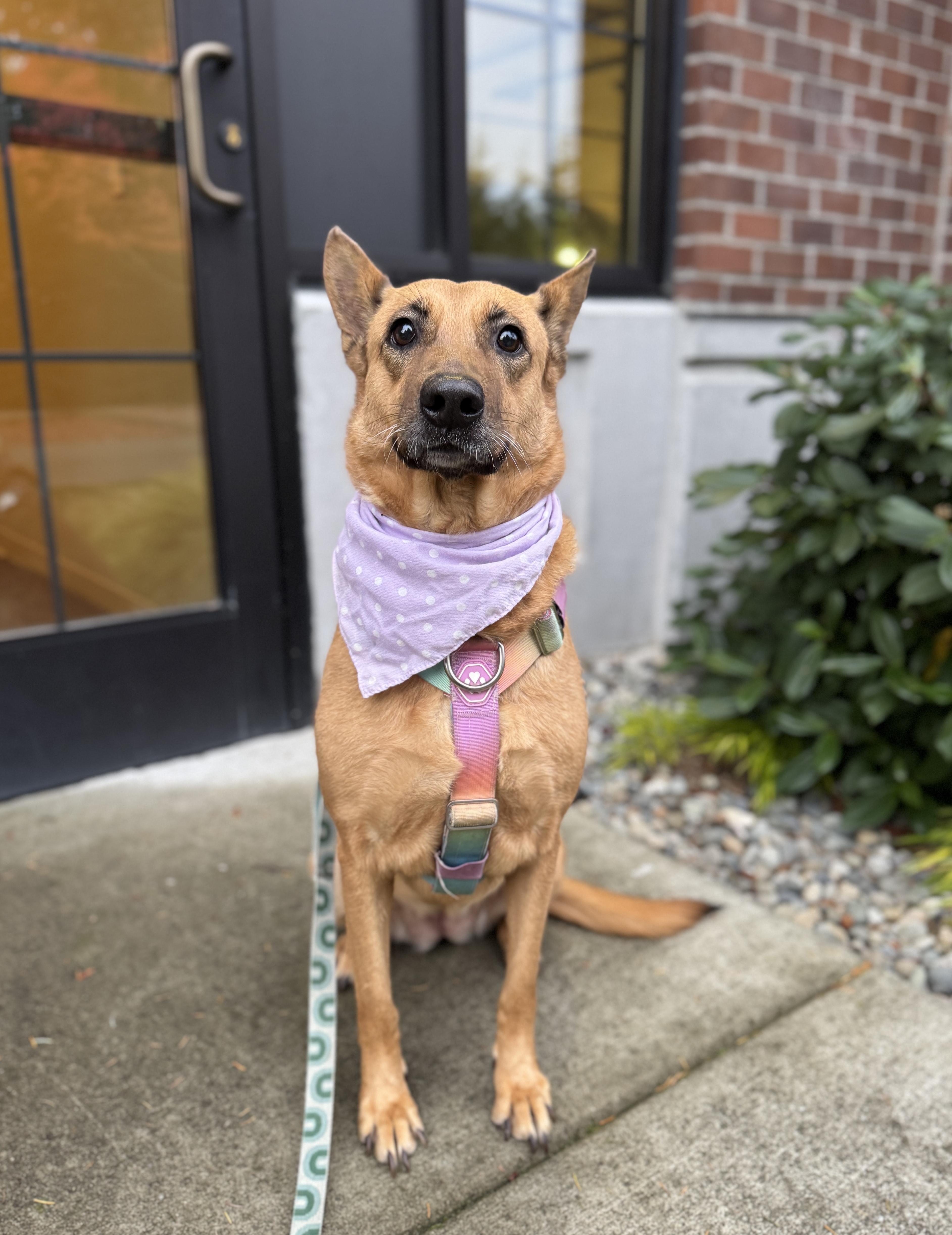 Enlarge Duchess, a Adoptable mixed breed in lynnwood , WA image 6/6