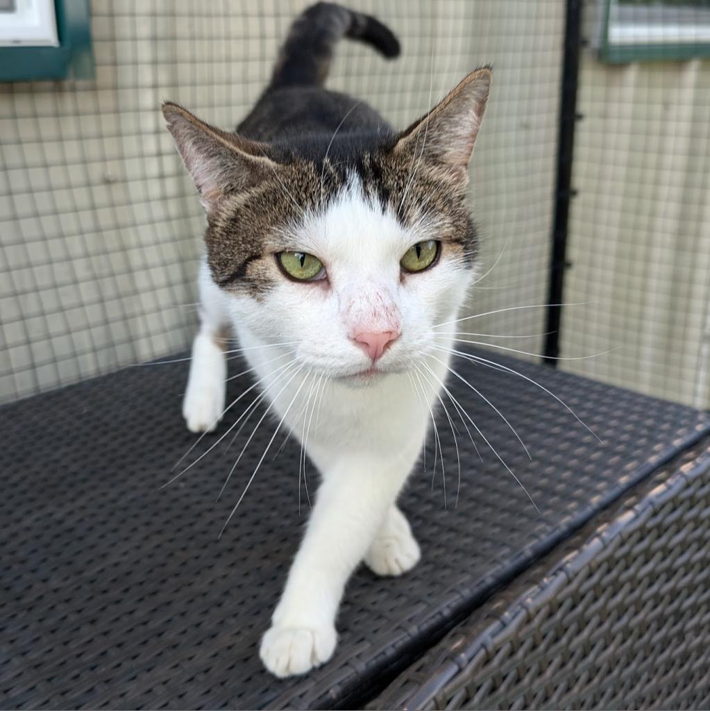 Berlioz, a Adoptable Domestic Short Hair in Nowata, OK image 1/6