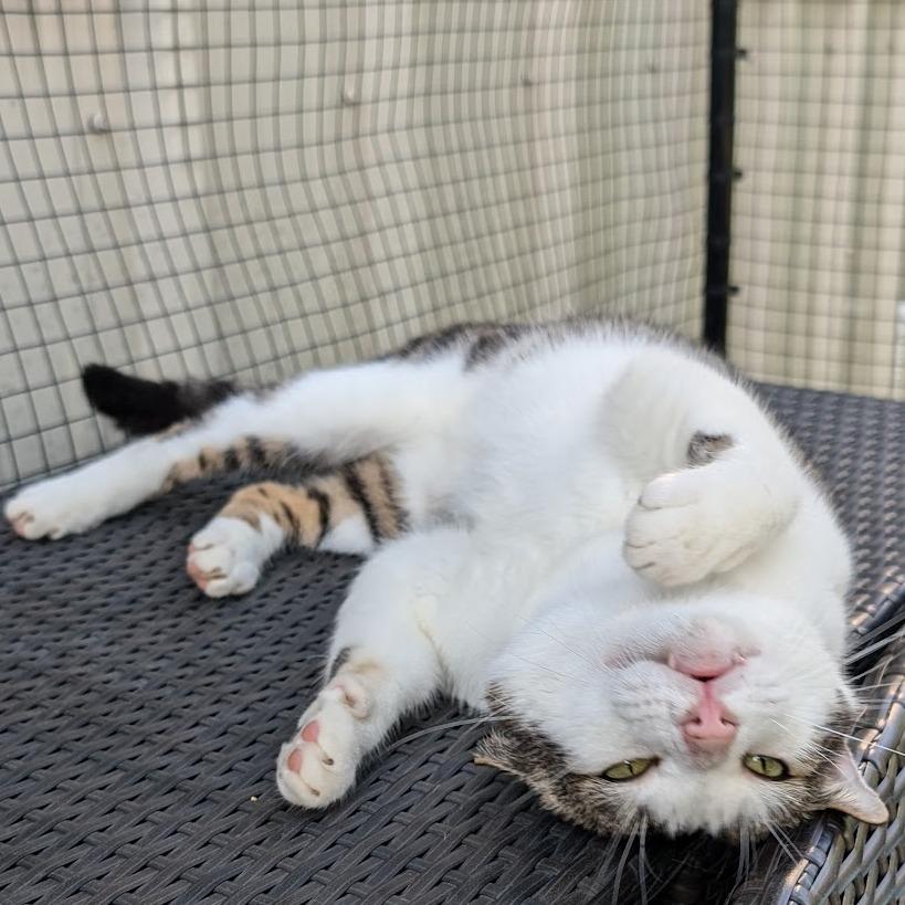 Berlioz, a Adoptable Domestic Short Hair in Nowata, OK image 2/6