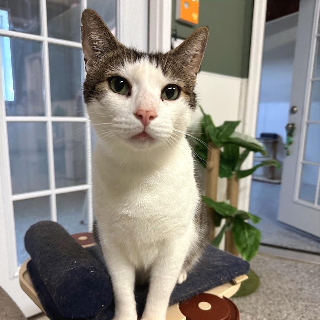 Enlarge Berlioz, a Adoptable Domestic Short Hair in Nowata, OK image 2/6