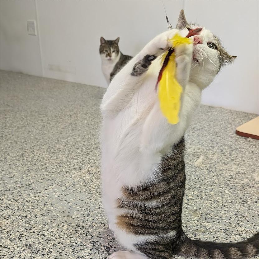 Enlarge Berlioz, a Adoptable Domestic Short Hair in Nowata, OK image 3/6