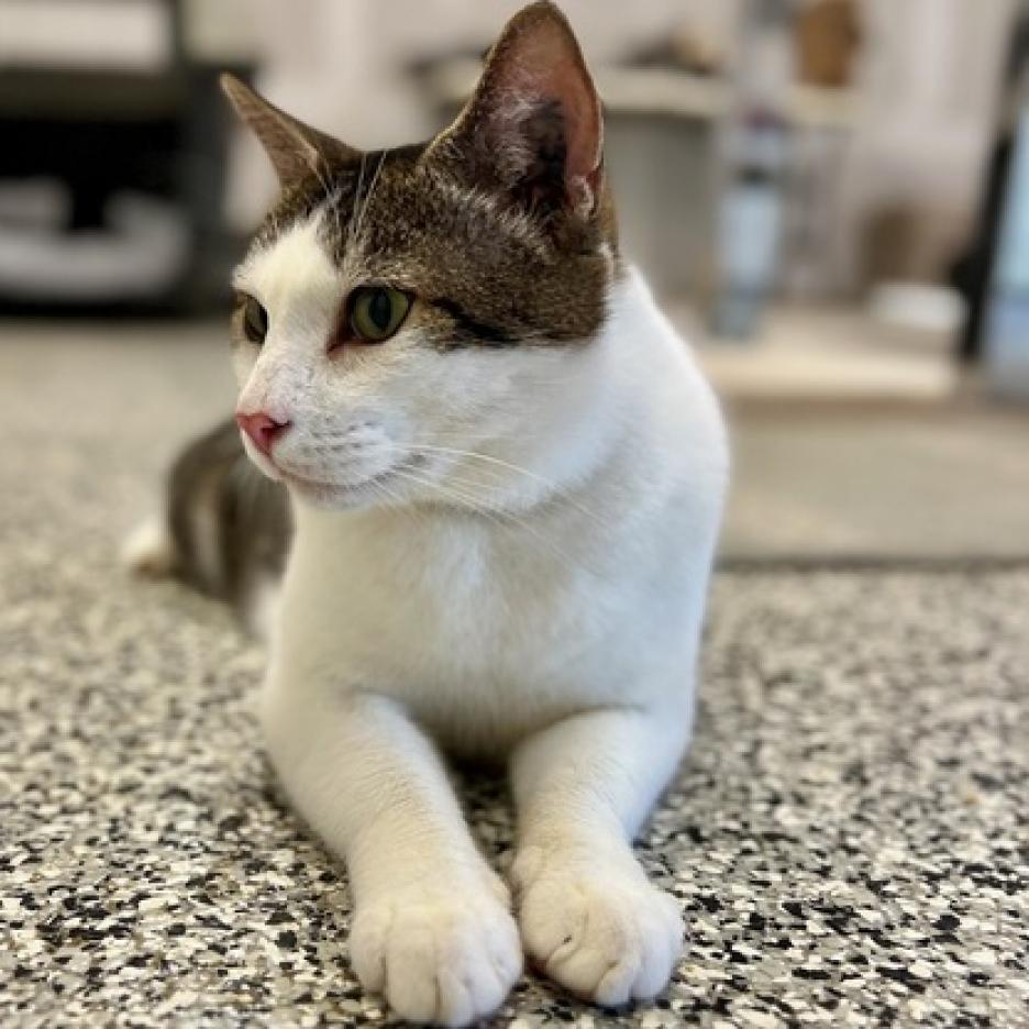 Enlarge Berlioz, a Adoptable Domestic Short Hair in Nowata, OK image 5/6