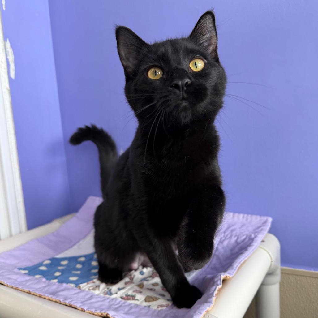 Buffy, Adoptable, Kitten Female Domestic Short Hair.