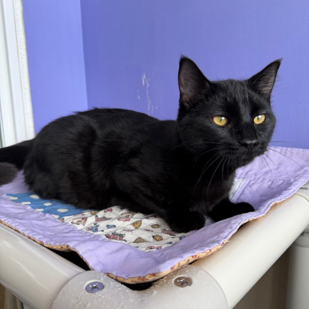 Enlarge Buffy, a Adoptable Domestic Short Hair in Mankato, MN image 2/3