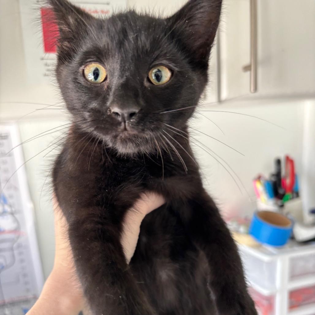 Enlarge Buffy, a Adoptable Domestic Short Hair in Mankato, MN image 3/3