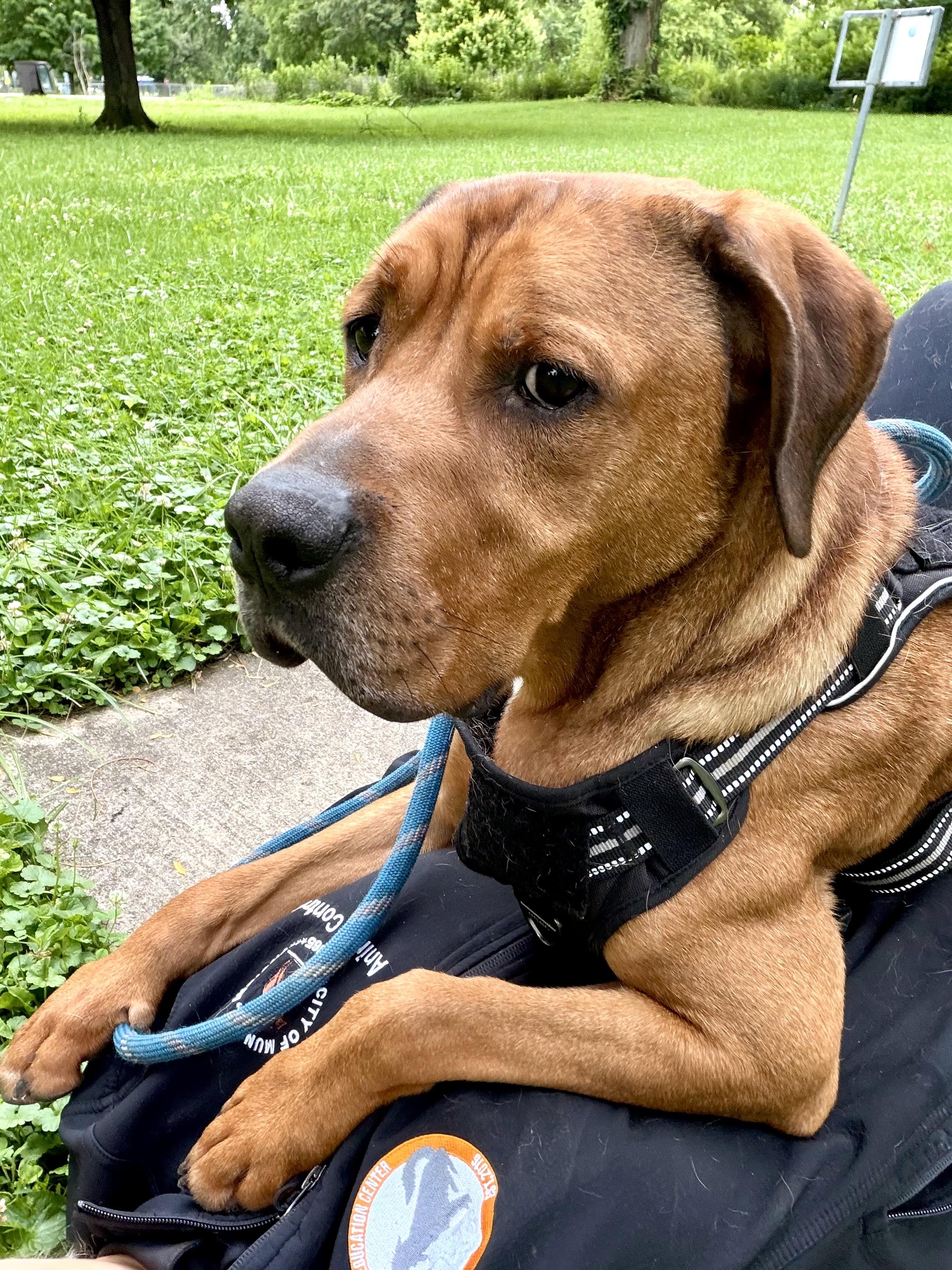 Bryer, a ADOPTABLE mixed breed in Muncie, IN image 5/6