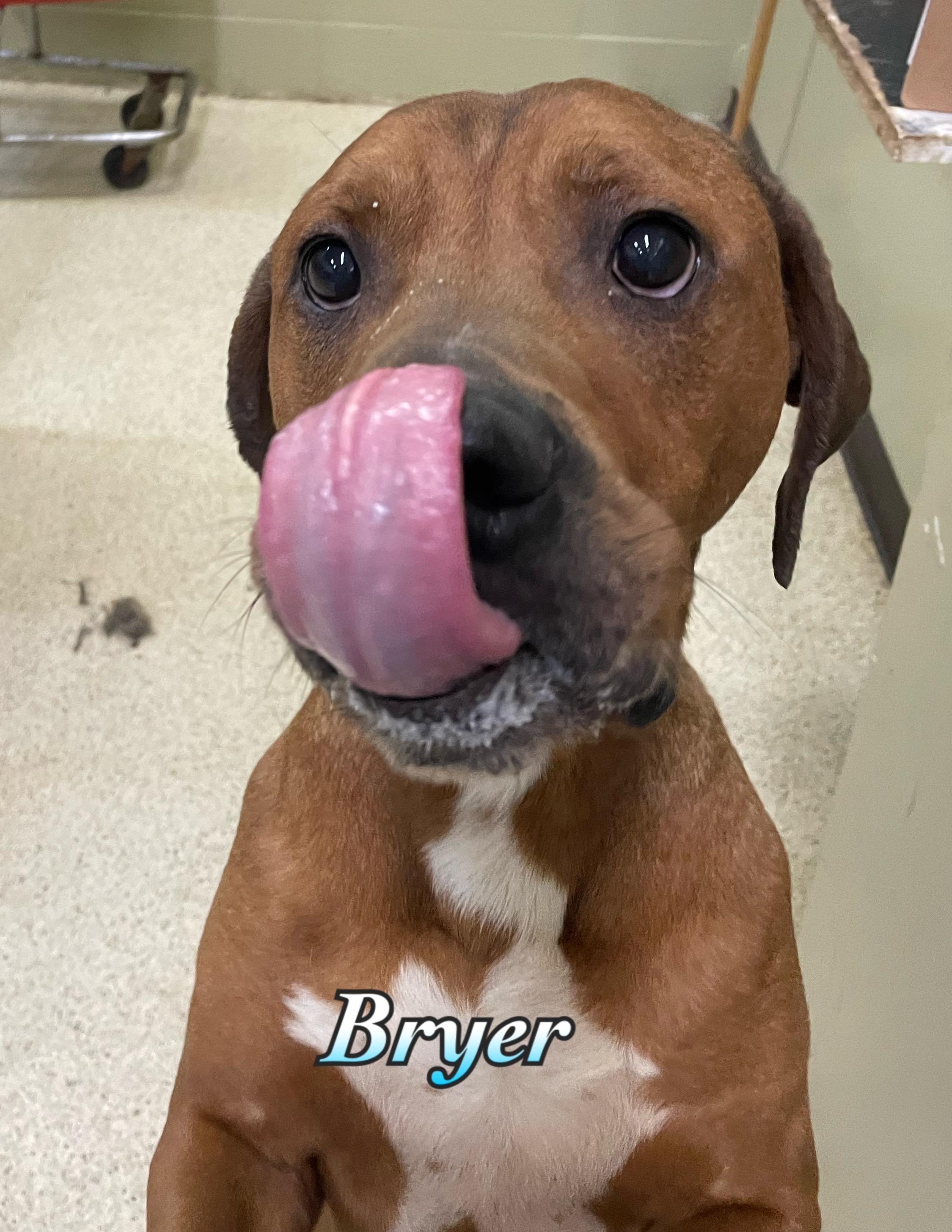 Bryer, a ADOPTABLE mixed breed in Muncie, IN image 1/6