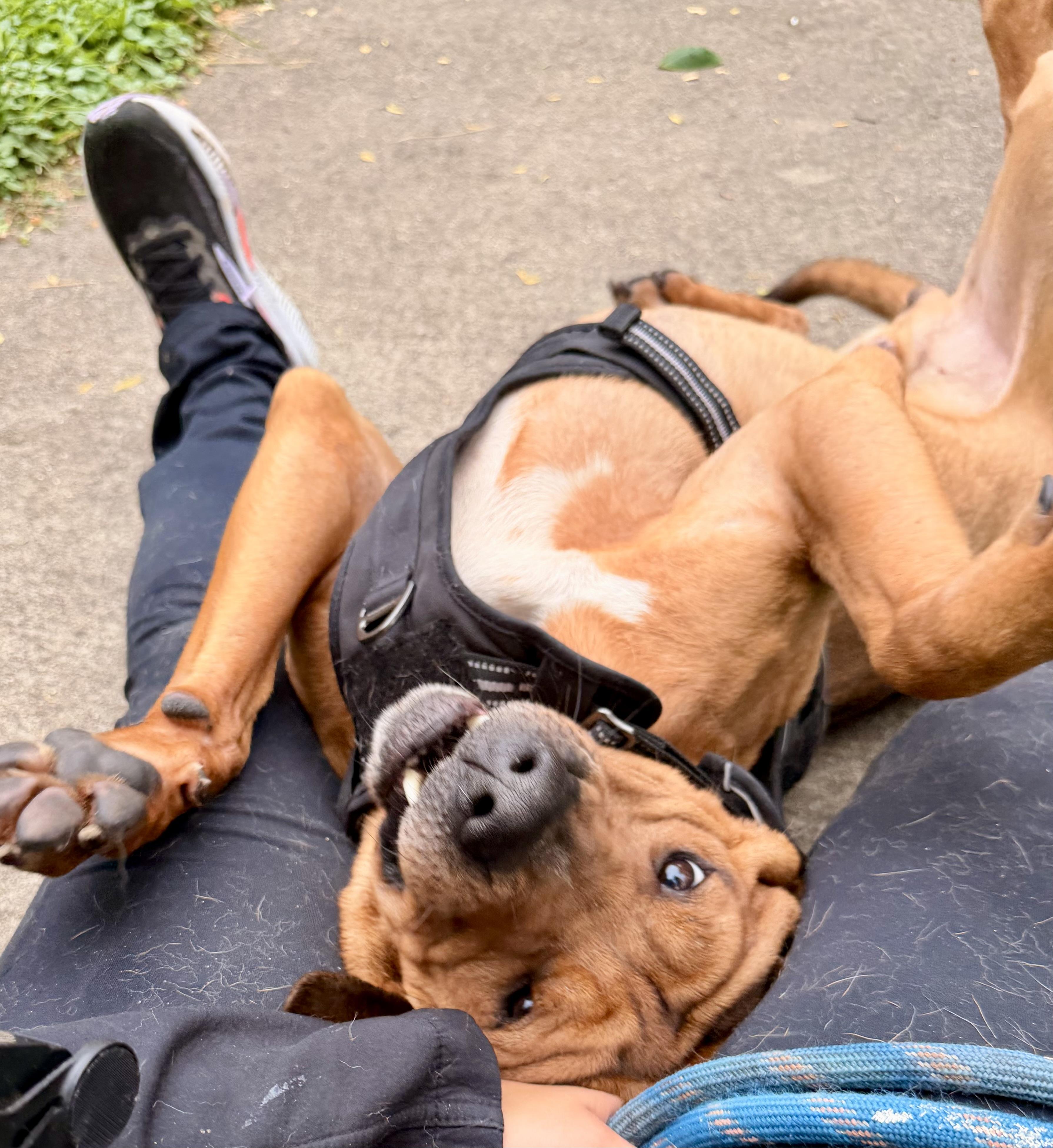 Bryer, a ADOPTABLE mixed breed in Muncie, IN image 4/6