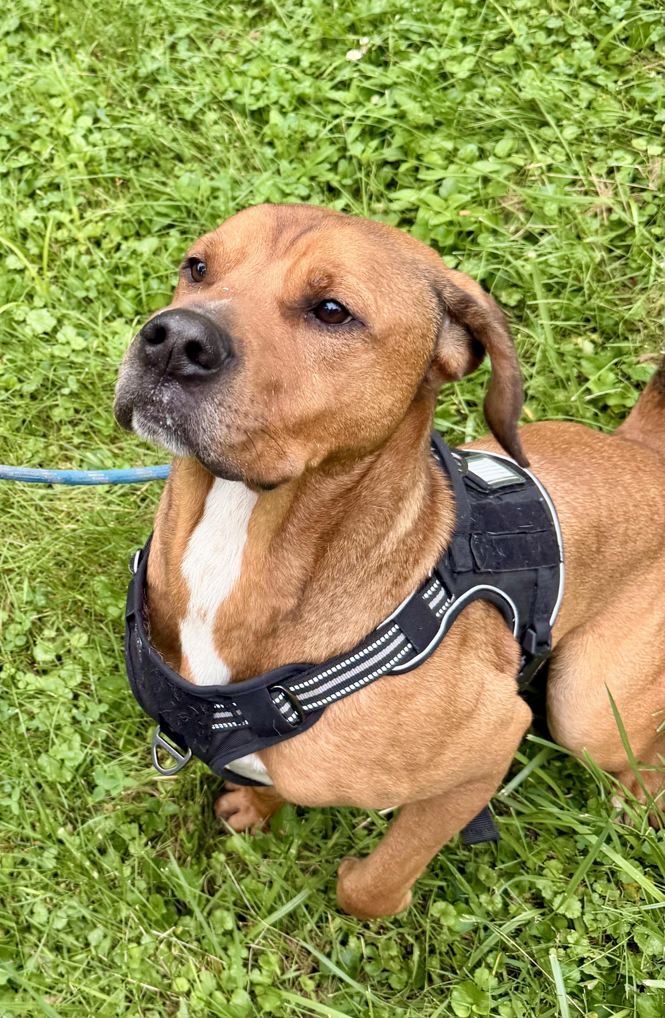 Bryer, a ADOPTABLE mixed breed in Muncie, IN image 6/6