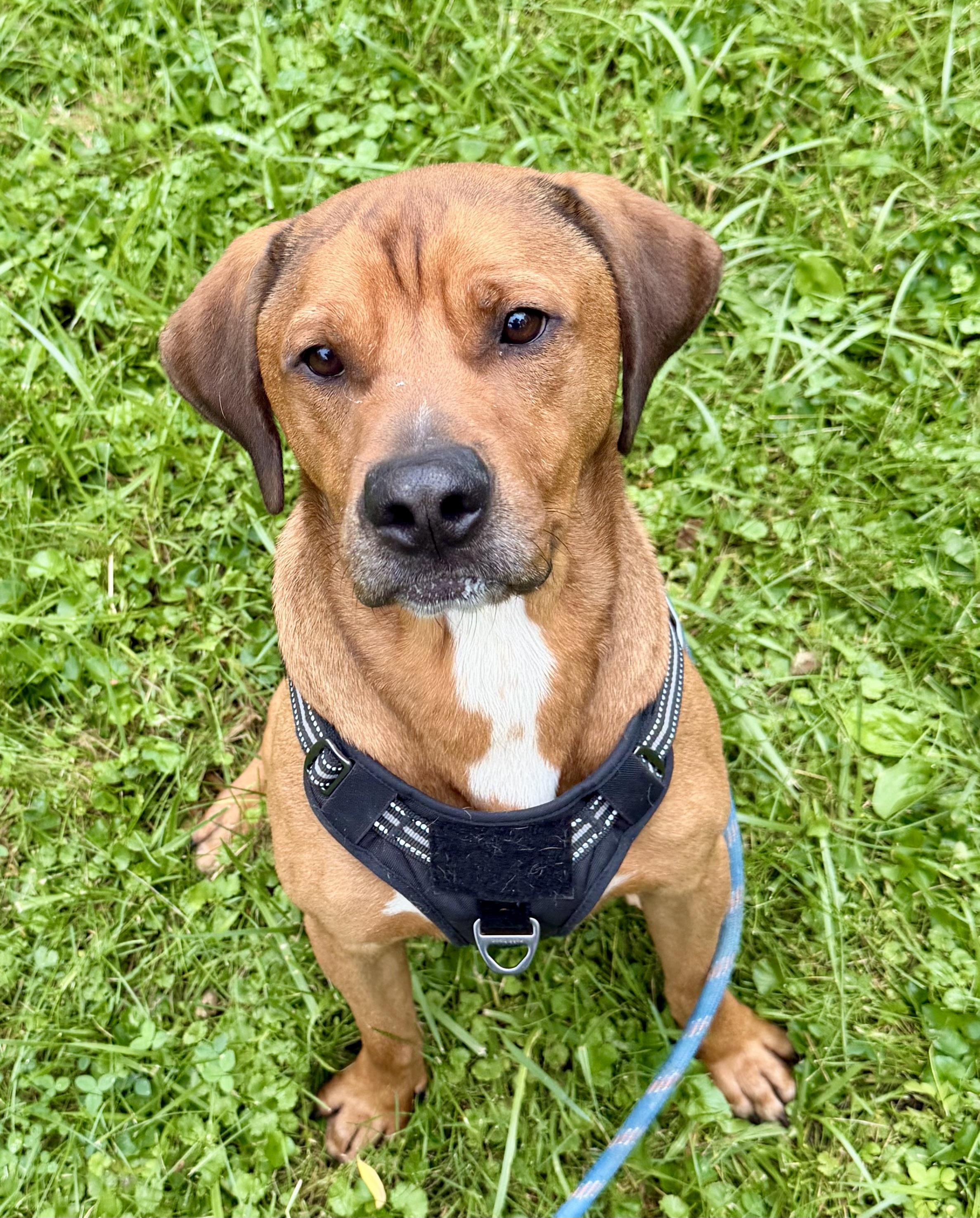 Bryer, a ADOPTABLE mixed breed in Muncie, IN image 3/6