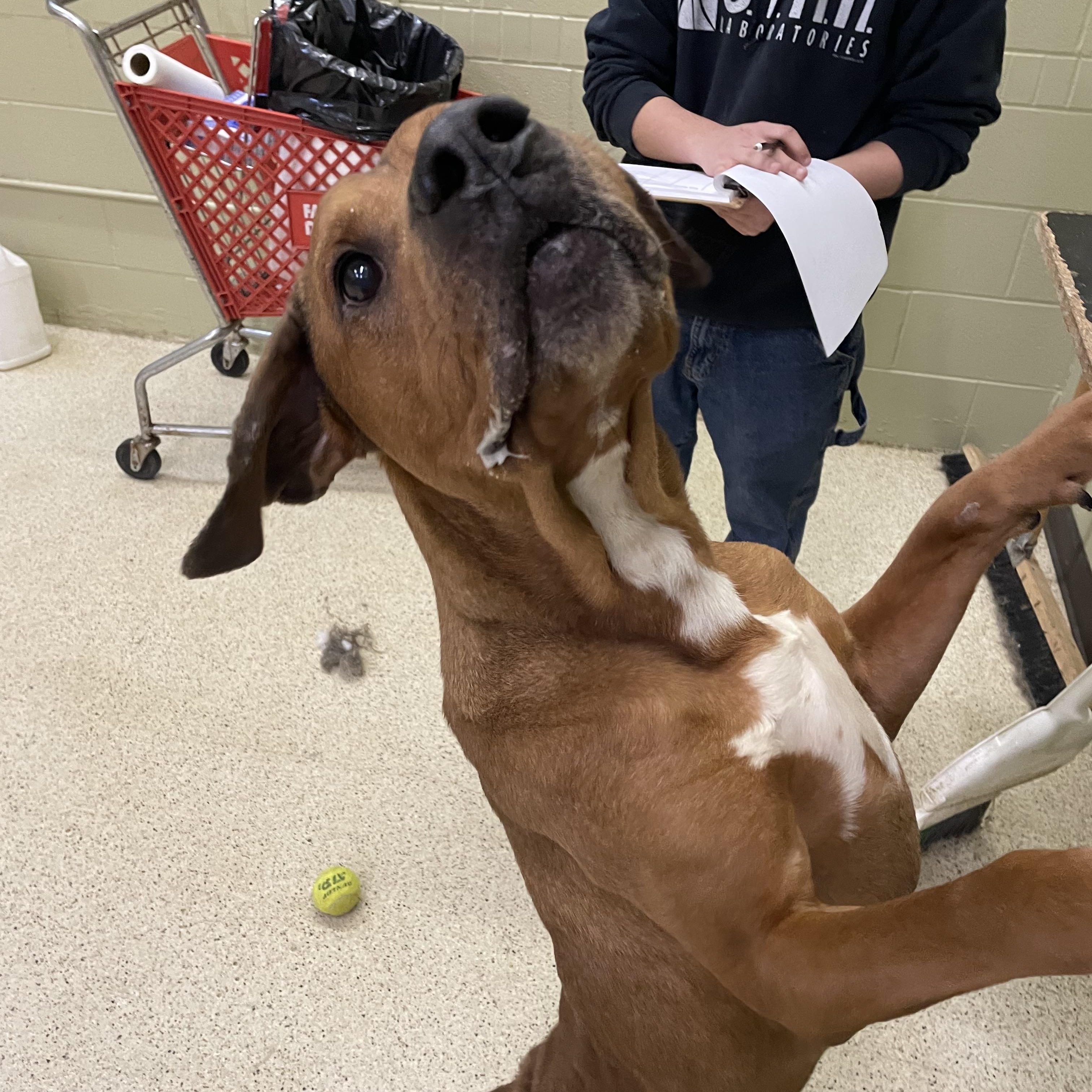 Bryer, a ADOPTABLE mixed breed in Muncie, IN image 2/6