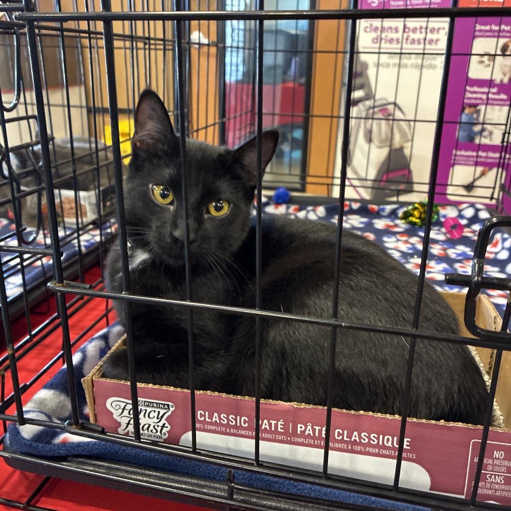 Enlarge Goose, a Adoptable Domestic Short Hair in New Port Richey, FL image 1/1