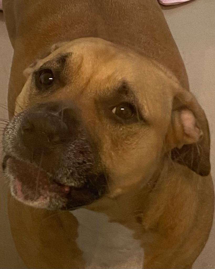 Dixie, a Adoptable mixed breed in Fort Pierce, FL image 1/3