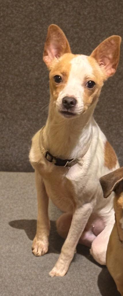 Douglas, ADOPTABLE, Adult Male Jack Russell Terrier & Chihuahua.