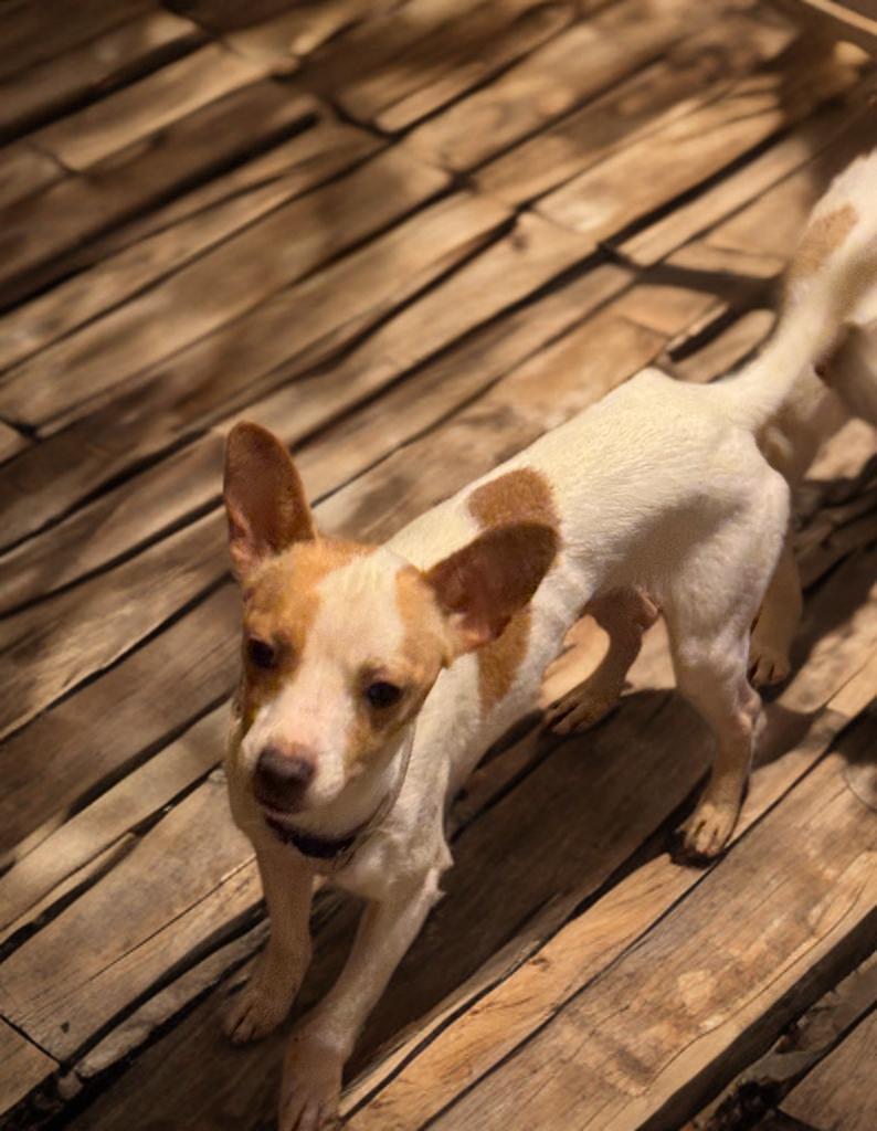 Douglas, a ADOPTABLE mixed breed in San Antonio, TX image 2/6