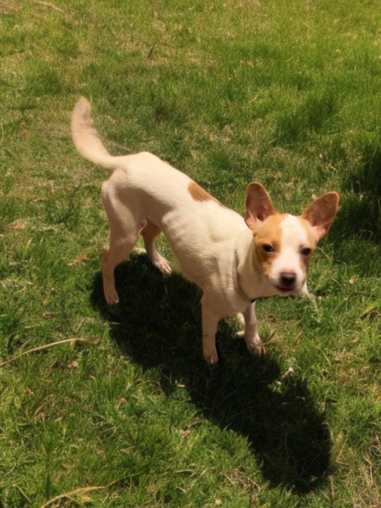 Douglas, a ADOPTABLE mixed breed in San Antonio, TX image 3/6