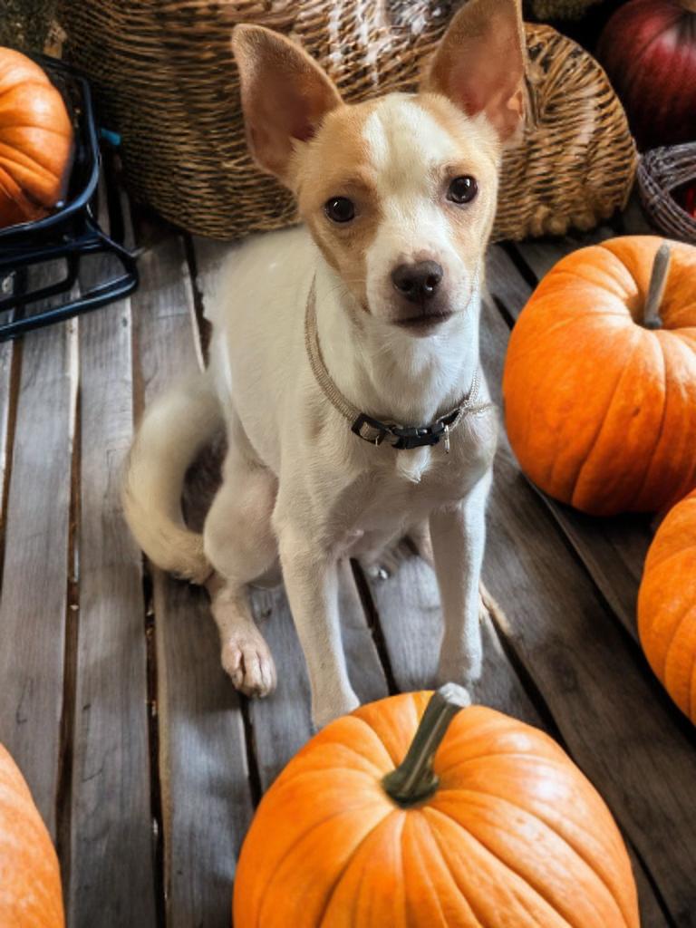 Douglas, a ADOPTABLE mixed breed in San Antonio, TX image 4/6