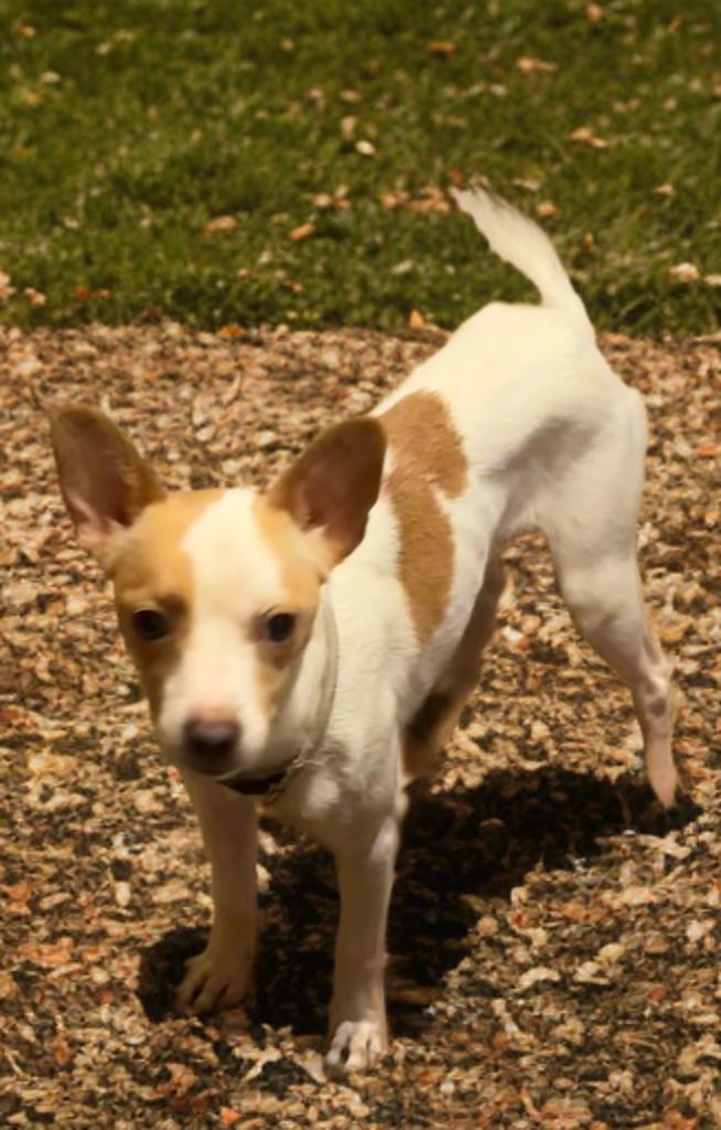 Douglas, a ADOPTABLE mixed breed in San Antonio, TX image 5/6