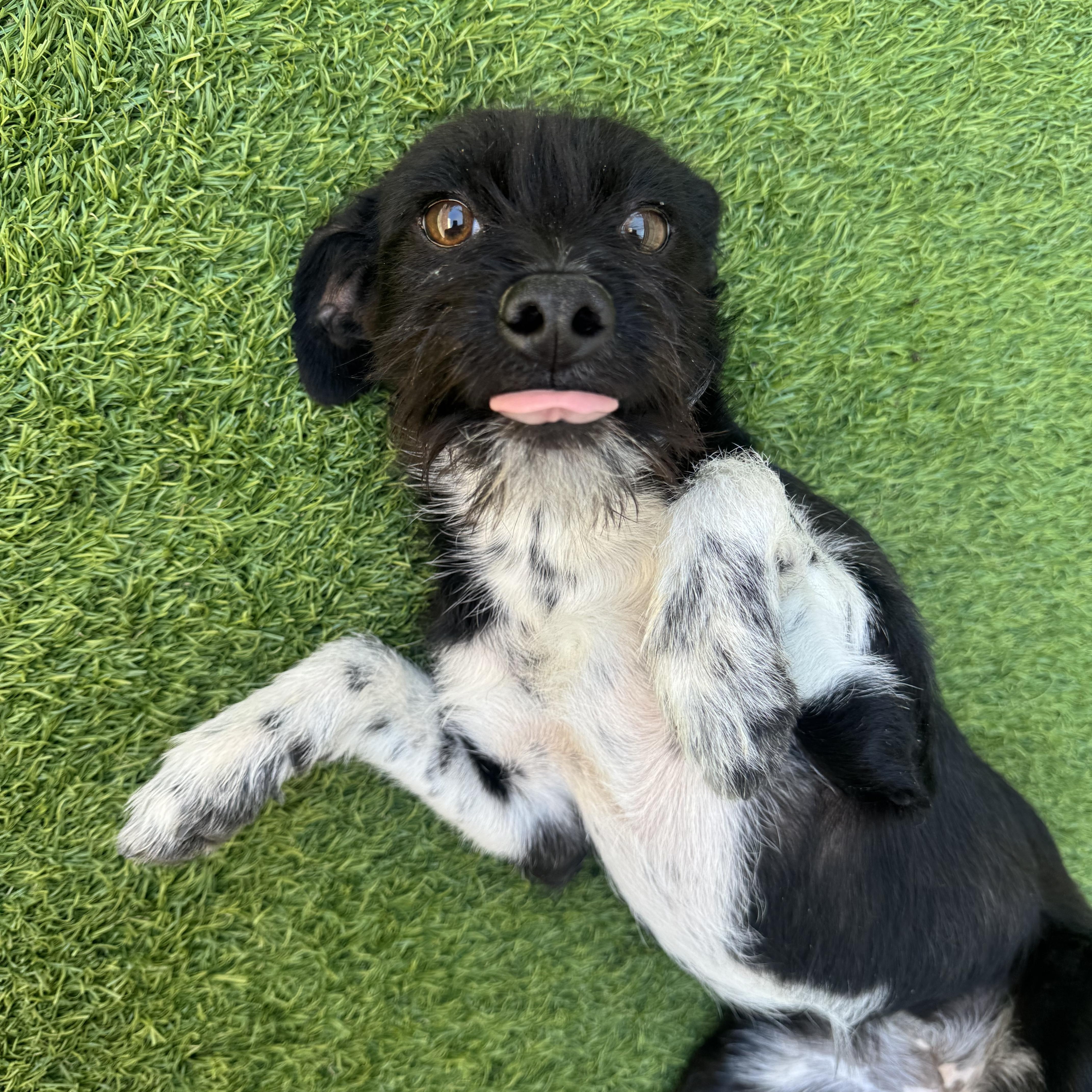 Foxy, ADOPTABLE, Young Female Mixed Breed.