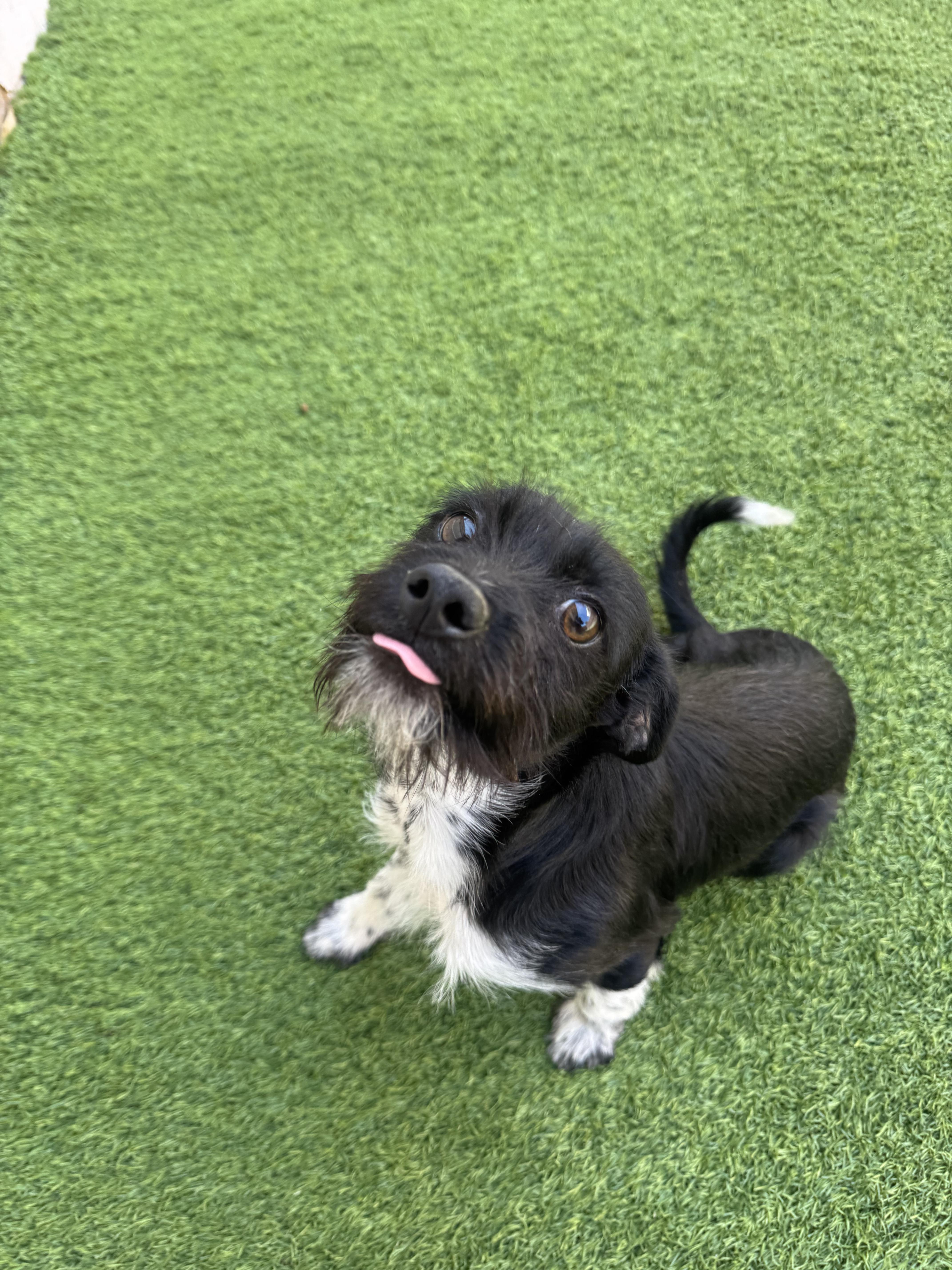 Foxy, a ADOPTABLE Mixed Breed in Henderson, NV image 2/2