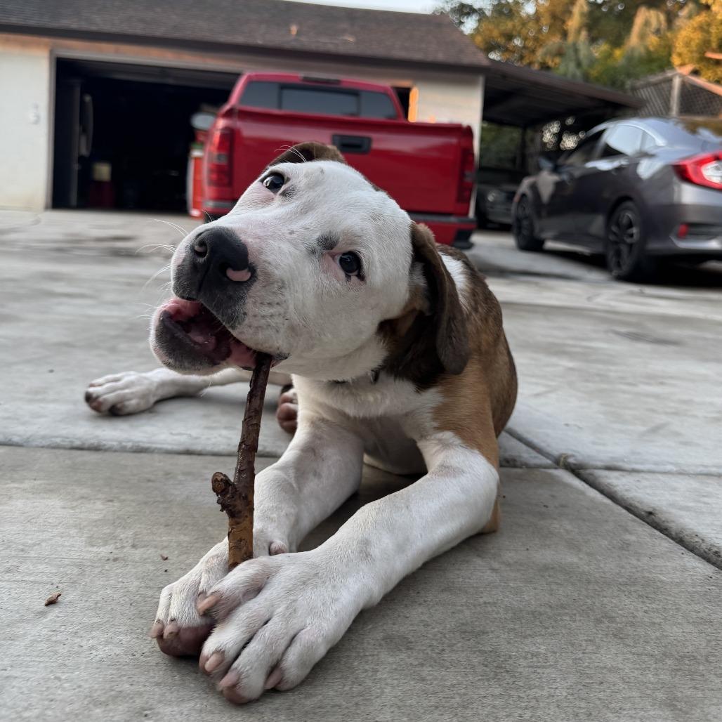 Kuna, Adoptable, Puppy Male Great Dane & Pit Bull Terrier.