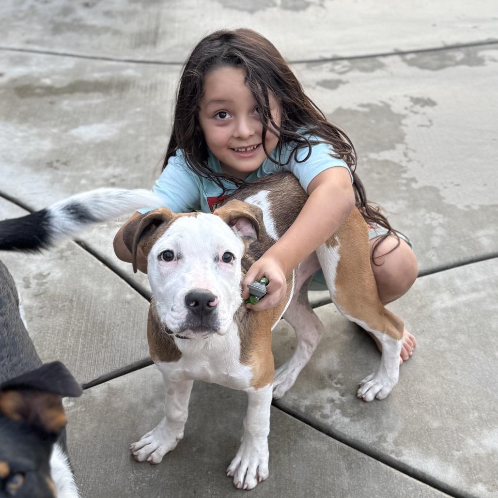 Enlarge Kuna, a Adoptable mixed breed in Sacramento, CA image 2/4