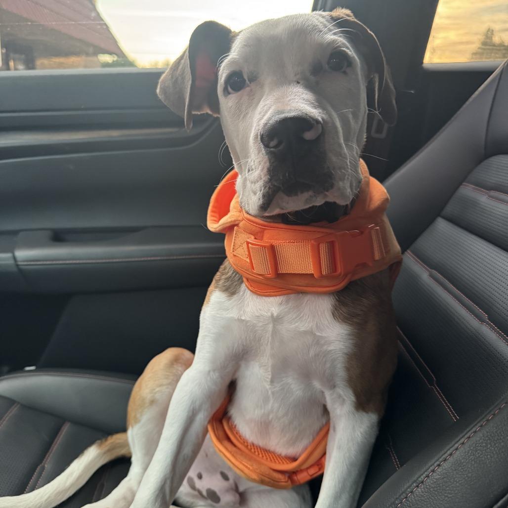 Enlarge Kuna, a Adoptable mixed breed in Sacramento, CA image 3/4