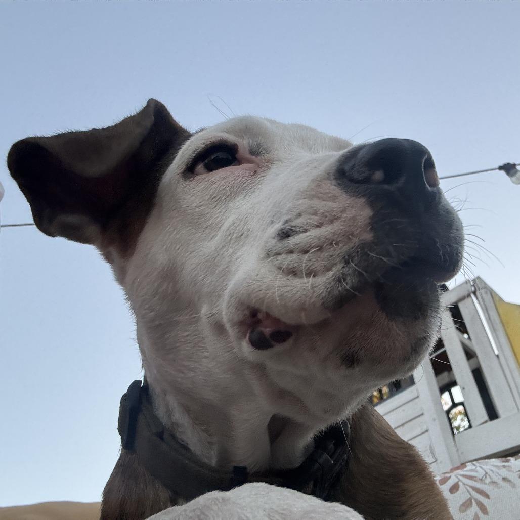 Enlarge Kuna, a Adoptable mixed breed in Sacramento, CA image 4/4