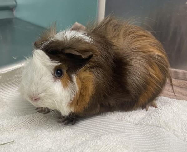 Enlarge Hotdog, a Adoptable mixed breed in Golden, CO image 1/1