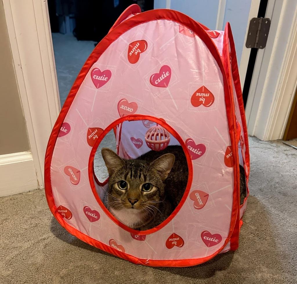 Ken Carson/Kitty, a Adoptable mixed breed in Parkville, MD image 1/2
