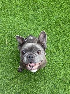 Ava, a Adoption Pending French Bulldog in Mesa, AZ image 2/6