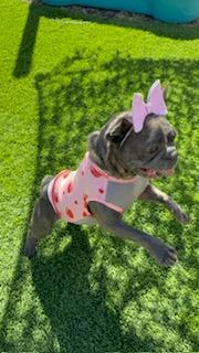 Ava, a Adoption Pending French Bulldog in Mesa, AZ image 3/6