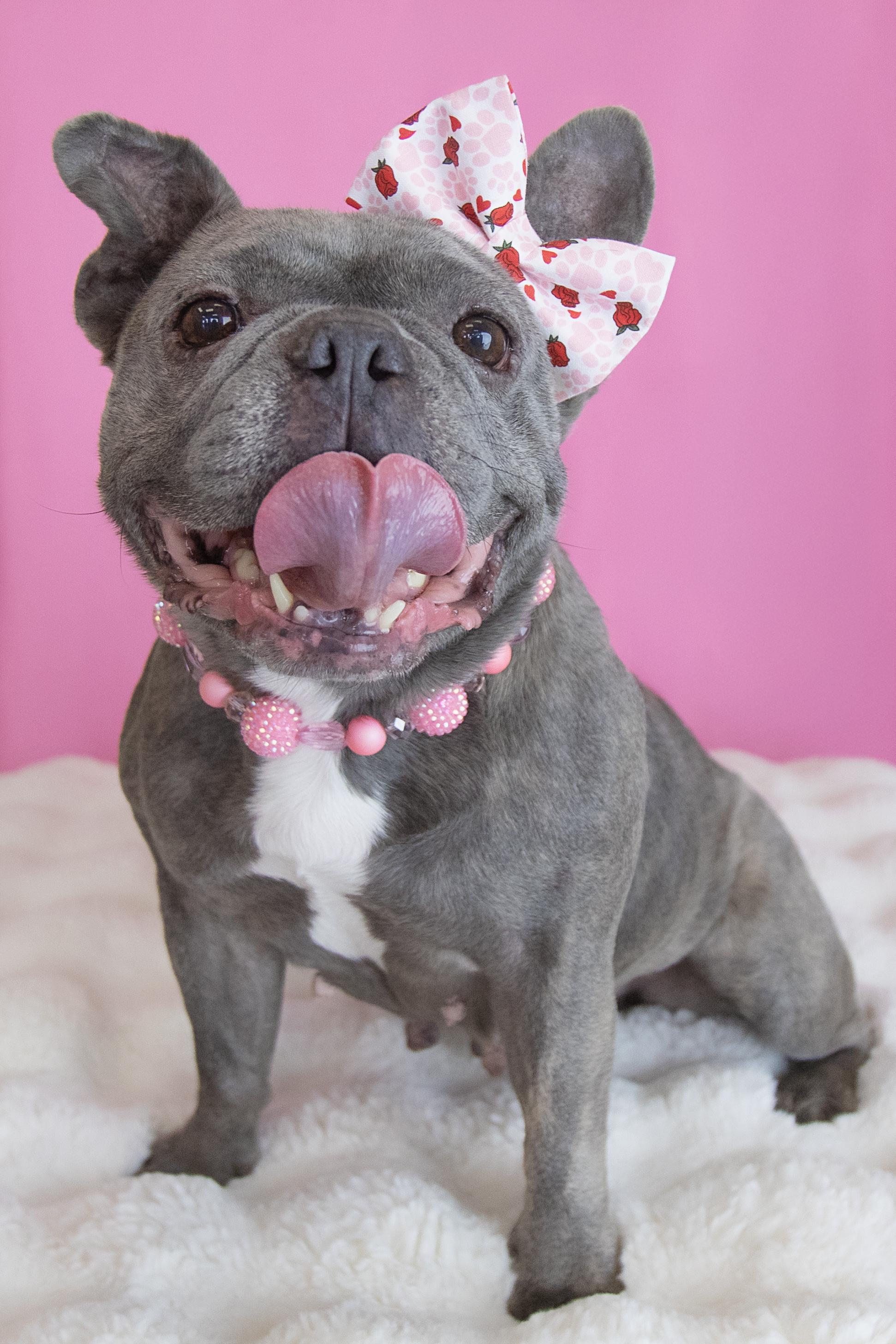 Ava, a Adoption Pending French Bulldog in Mesa, AZ image 4/6