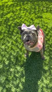 Ava, a Adoption Pending French Bulldog in Mesa, AZ image 5/6
