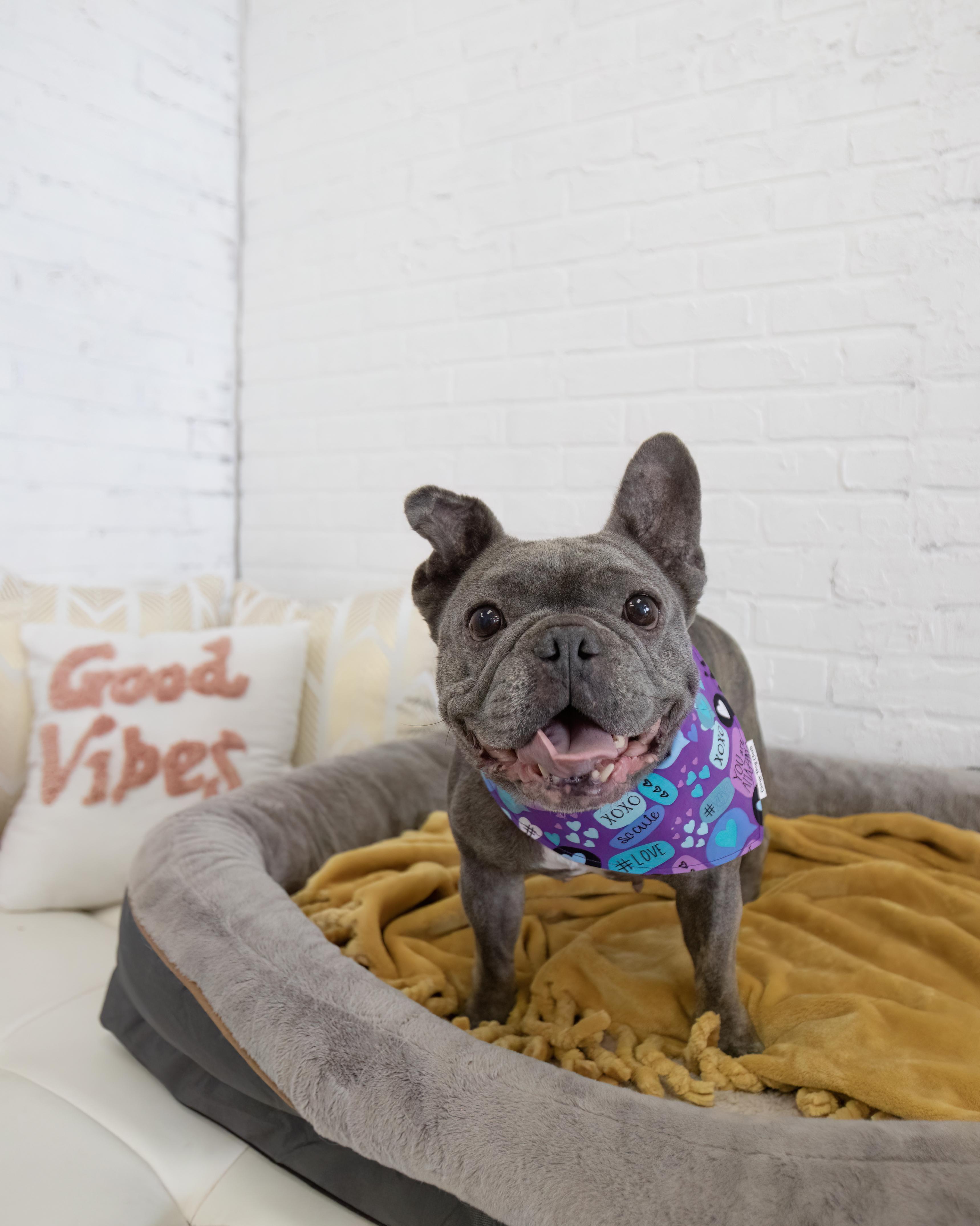 Ava, a Adoption Pending French Bulldog in Mesa, AZ image 6/6