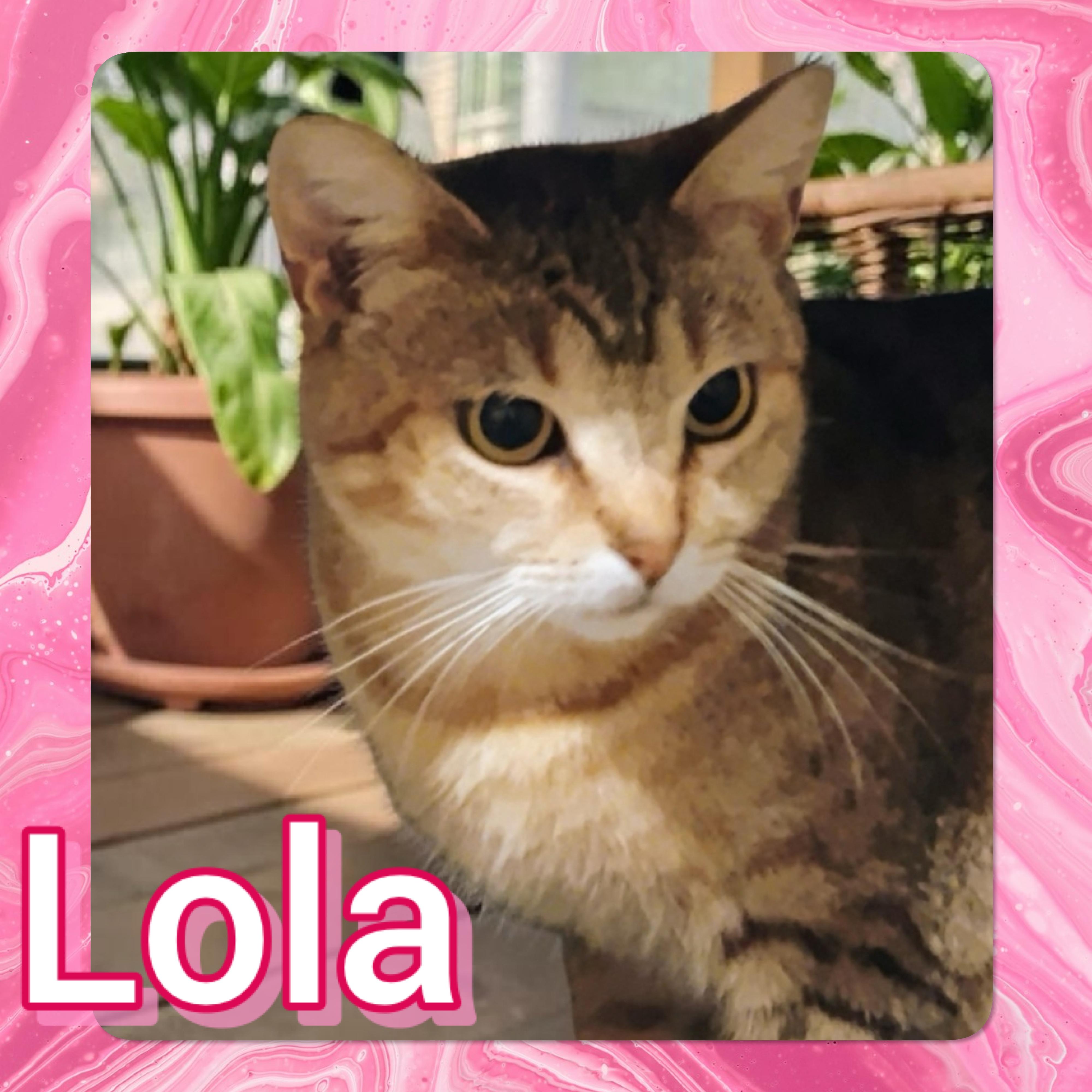 Lola, Adoptable, Adult Female Domestic Short Hair.