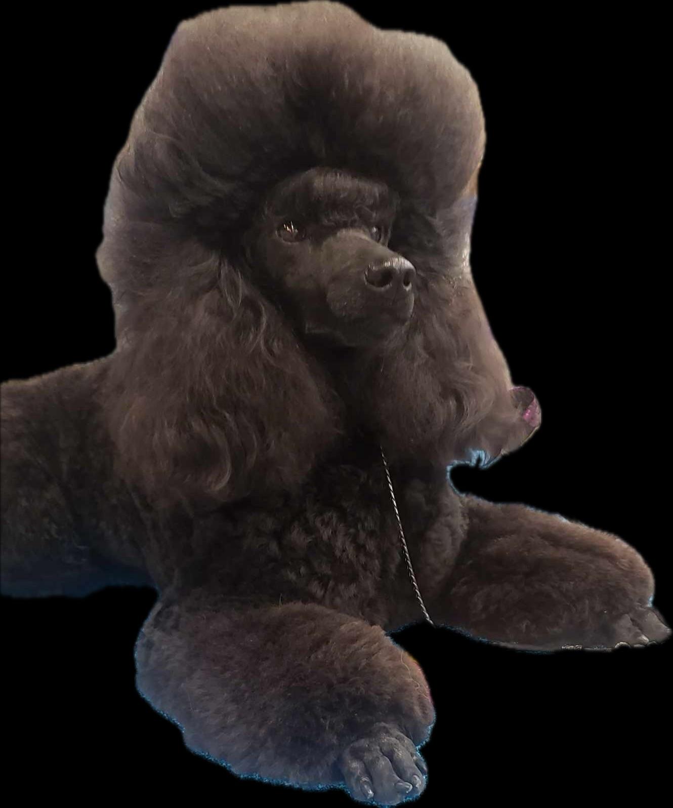 Scooby, Adoptable, Young Male Miniature Poodle.
