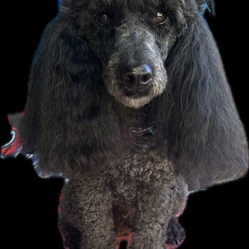 Scooby, Adoptable, Young Male Miniature Poodle.