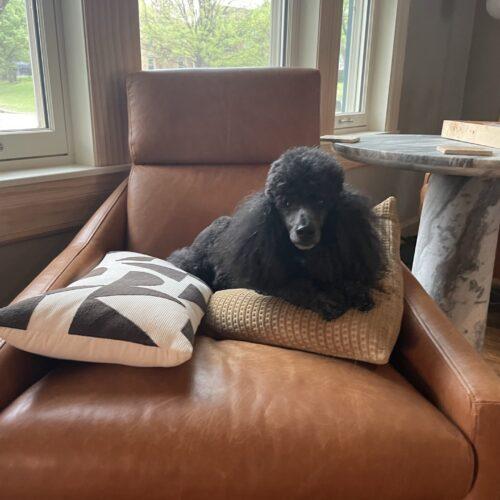 Scooby, a Adoptable Miniature Poodle in Broken Arrow, OK image 2/4