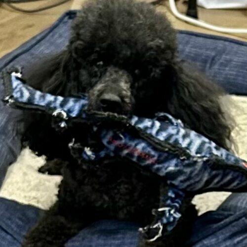 Scooby, a Adoptable Miniature Poodle in Broken Arrow, OK image 4/4