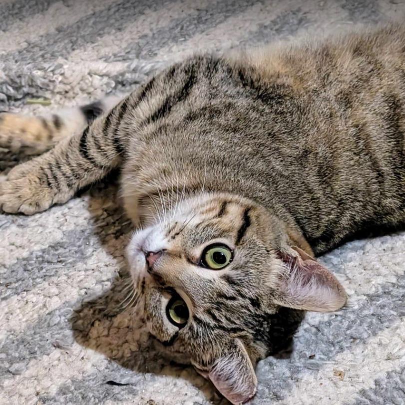 Enlarge Mika (24-6323), a Adoptable Domestic Short Hair in Gordonsville, TN image 1/6