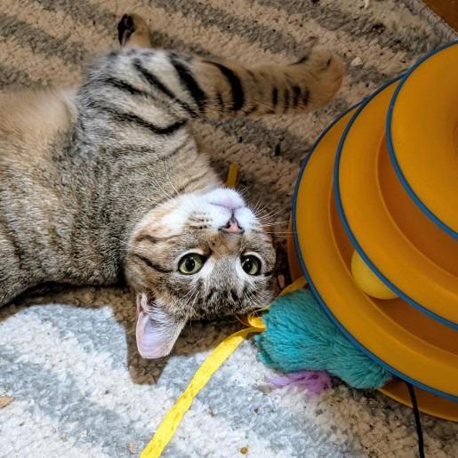 Enlarge Mika (24-6323), a Adoptable Domestic Short Hair in Gordonsville, TN image 2/6